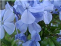 Plumbago